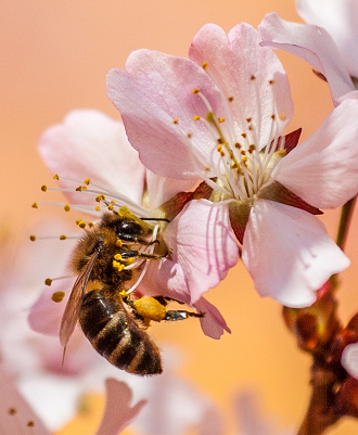 Bee and flower