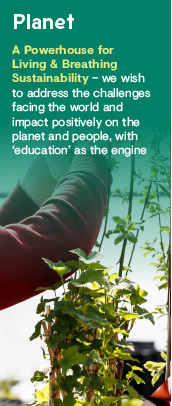 Hands trimming a tree