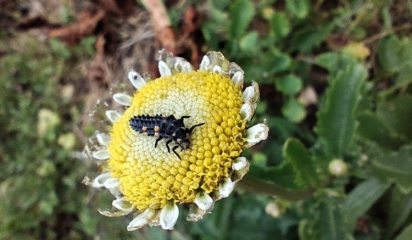 Image of insect on a flower