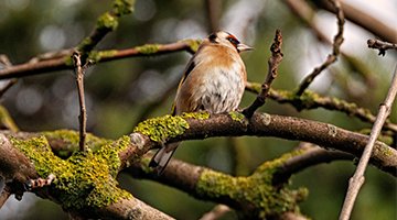 Image for Biodiversity bird in tree