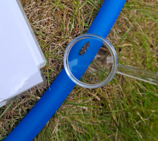 Student's hand holding a magnifying glass over a ladybird larvae