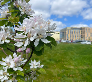 Úlla Orchard apple tree with white flowers and the TU Dublin campus in the background