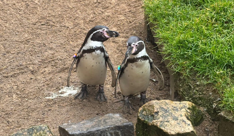 Dublin Zoo penguins