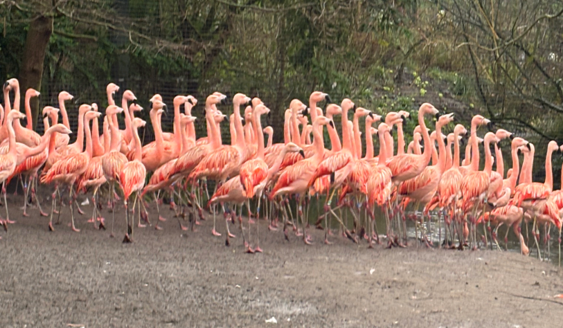 Flamingos Dublin Zoo.png