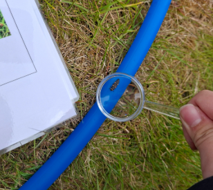 Magnifying glass showing and insect