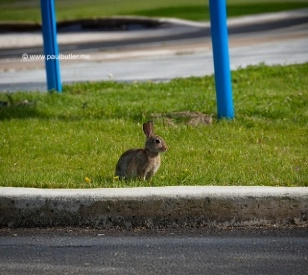 Rabbit sitting in grass at Tallaght campus
