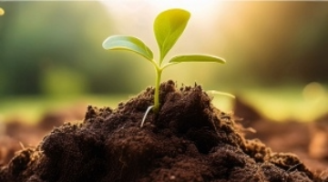 green shoot emerging from soil in sunlit background