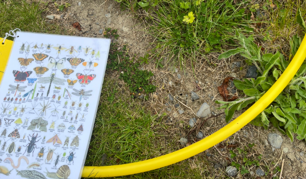 Bioblitz identification sheet