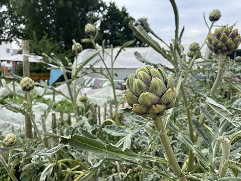 glas Community garden