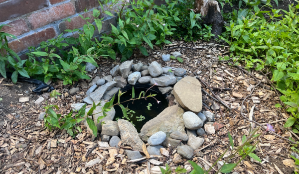 pond at Aungier Street micro-garden