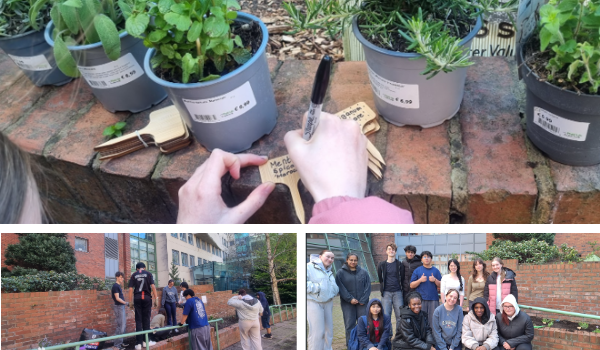 Chemistry students creating a medicinal herb garden in Aungier St