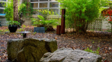 courtyard garden with two large boulders in foreground and mix of trees in background, ground is brown and autumnal
