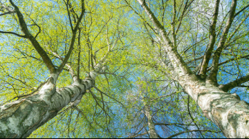 shot taken below the canopy of silver birch trees against blue sky
