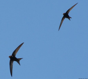Image for World Migratory Bird Day - Swifts on Campus
