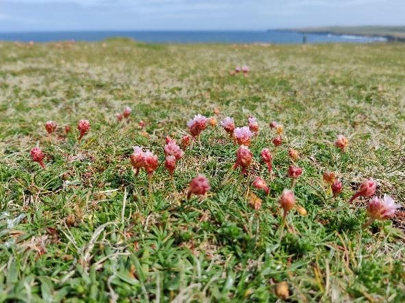 Image for TU835 Natural Environment Project pilot fieldtrip to Ceide Coast, County Mayo