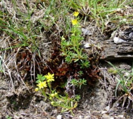 Studies on Springs - Saxifrage aizoides