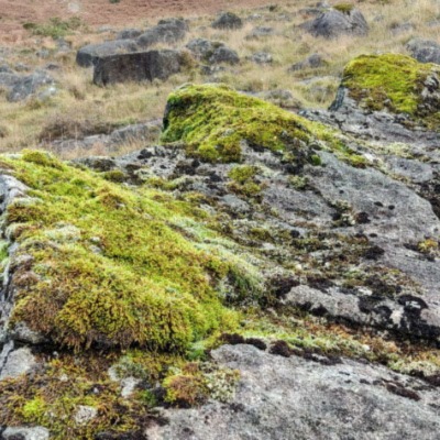 The Bryophytes of Carlingford 2