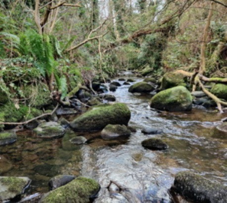 The Bryophytes of Carlingford