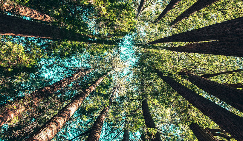 Beautiful image, looking up through tall trees through to sunny sky.