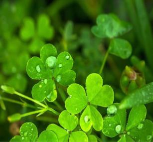 Image for Celebrating St. Patrick, Blessing and Distribution of the Shamrock