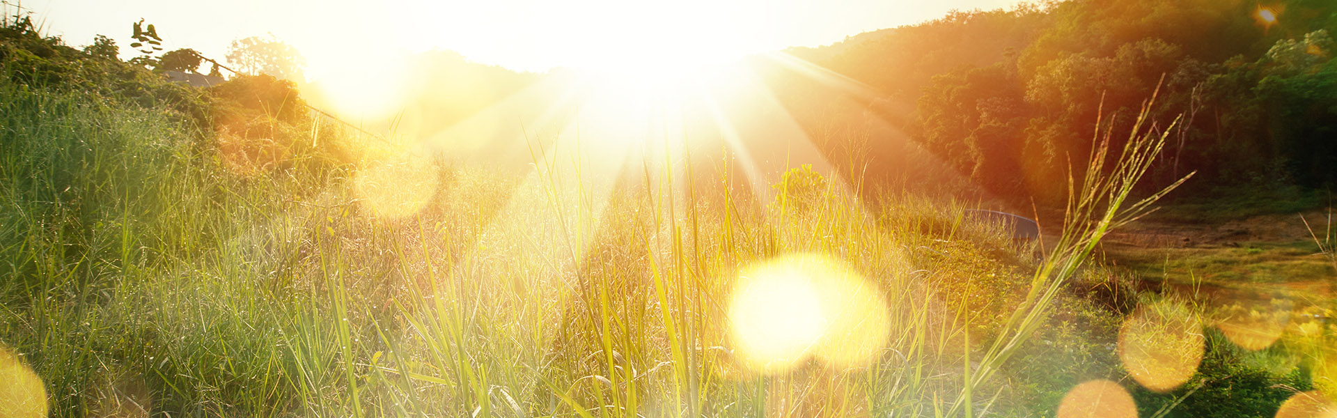 sun shining over a field