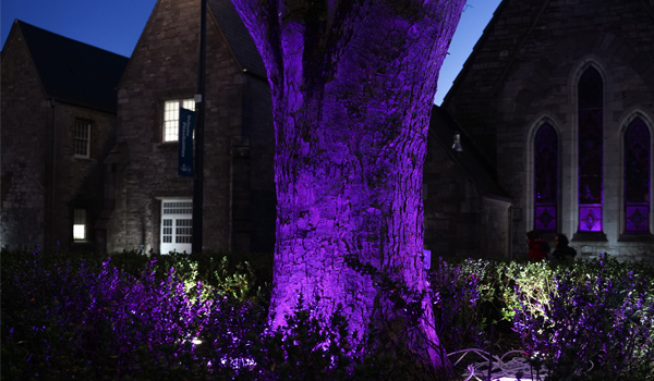 Purple light at night on Grangegorman building
