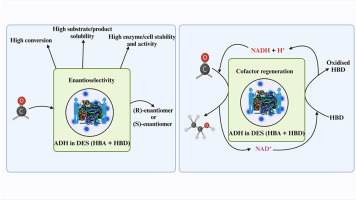 Image for Review: Influence of DES on redox biocatalysis involving ADH