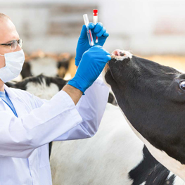 Image for Human and Animal Healthcare