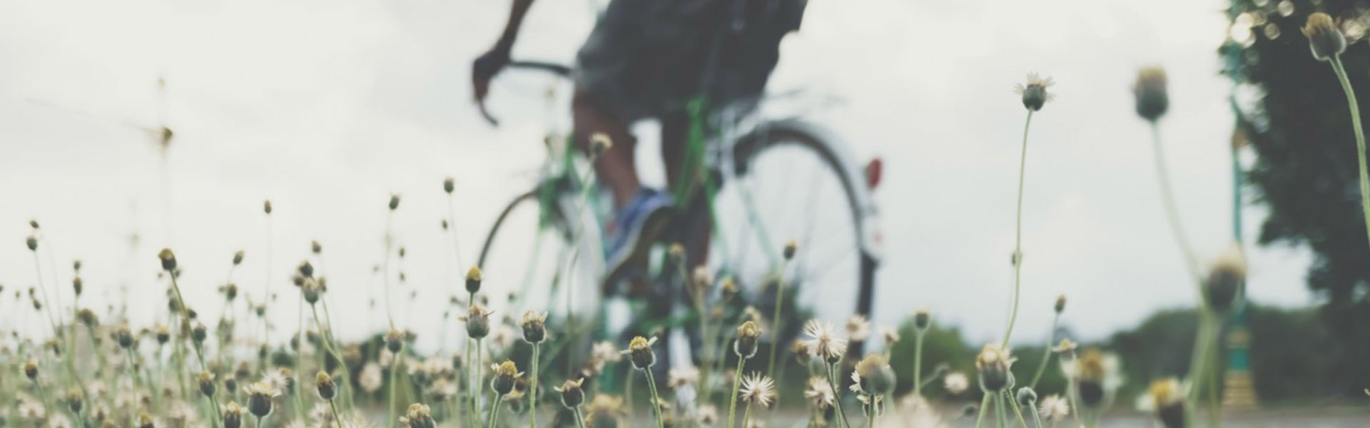Flowers in the grass and a bicycle